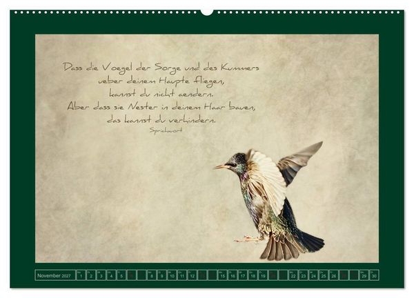 Produktbild: Stare und Weisheiten (Wandkalender 2027 DIN A2 quer), CALVENDO Monatskalender