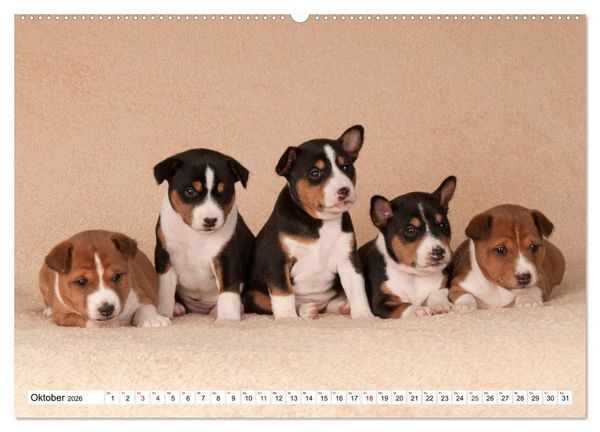 Produktbild: Wunderbare Basenji Welpenzeit (hochwertiger Premium Wandkalender 2026 DIN A2 quer), Kunstdruck in Hochglanz