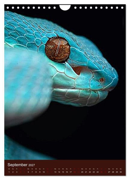 Produktbild: The Power Of Snake (Wandkalender 2027 DIN A4 hoch), CALVENDO Monatskalender