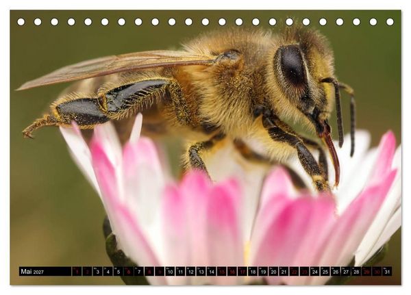 Produktbild: Faszination Makrofotografie: Wespen und Bienen (Tischkalender 2027 DIN A5 quer), CALVENDO Monatskalender