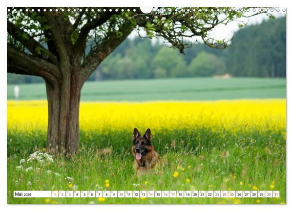 Produktbild: Deutscher Sch&auml;ferhund - Der beste Freund des Menschen (Wandkalender 2026 DIN A3 quer), CALVENDO Monatskalender