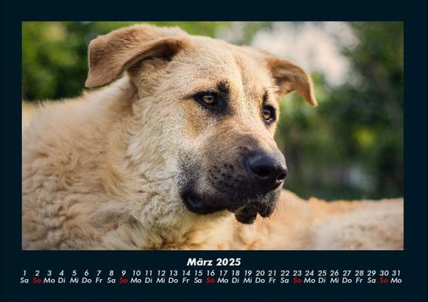 Produktbild: Der Hundekalender 2025 Fotokalender DIN A4