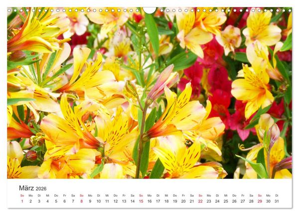 Produktbild: Feurige Lilien (Wandkalender 2026 DIN A3 quer), CALVENDO Monatskalender