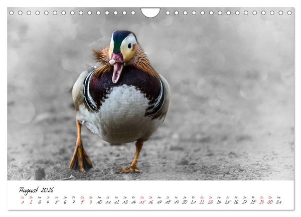 Produktbild: Abenteuer einer Mandarinente (Wandkalender 2026 DIN A4 quer), CALVENDO Monatskalender