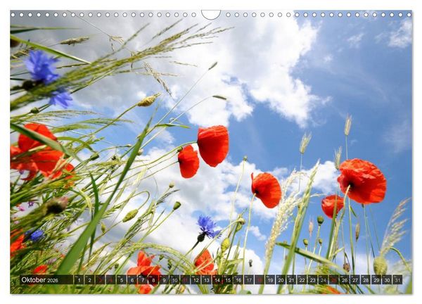 Produktbild: Farbtupfer auf sommerlichen Feldern - Mohn und Kornblumen (Wandkalender 2026 DIN A3 quer), CALVENDO Monatskalender
