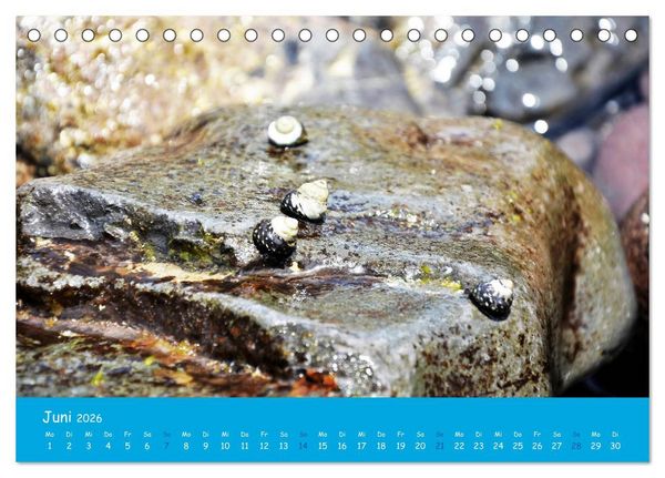 Produktbild: Cabo verde Inselgefl&uuml;ster - Ilha do Sal (Tischkalender 2026 DIN A5 quer), CALVENDO Monatskalender