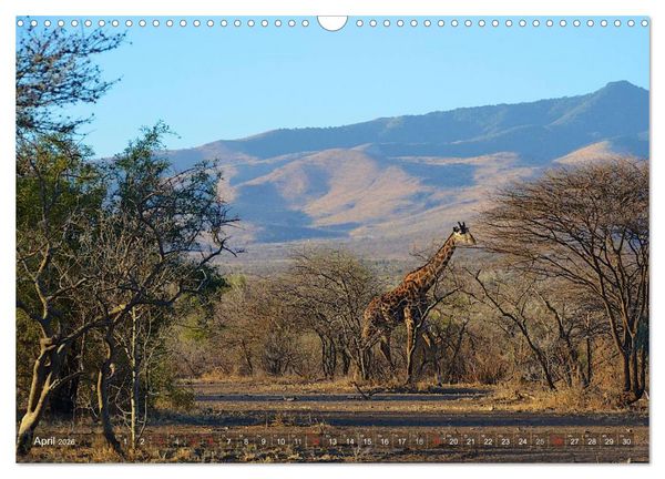 Produktbild: Tansania - Faszinierendes Afrika (Wandkalender 2026 DIN A3 quer), CALVENDO Monatskalender