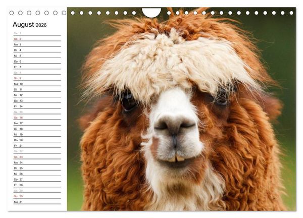Produktbild: Alpakas und Lamas (Wandkalender 2026 DIN A4 quer), CALVENDO Monatskalender