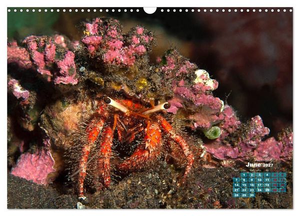 Produktbild: Oceans Alive - A World of Color and Diversity (Wall Calendar 2027 DIN A3 landscape), CALVENDO 12 Month Wall Calendar