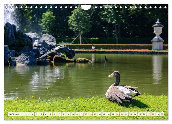 Produktbild: Graug&auml;nse in heimischer Umgebung (Wandkalender 2026 DIN A4 quer), CALVENDO Monatskalender