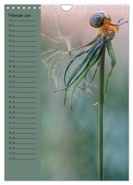 Produktbild: Pastell-Zauber (Wandkalender 2026 DIN A4 hoch), CALVENDO Monatskalender
