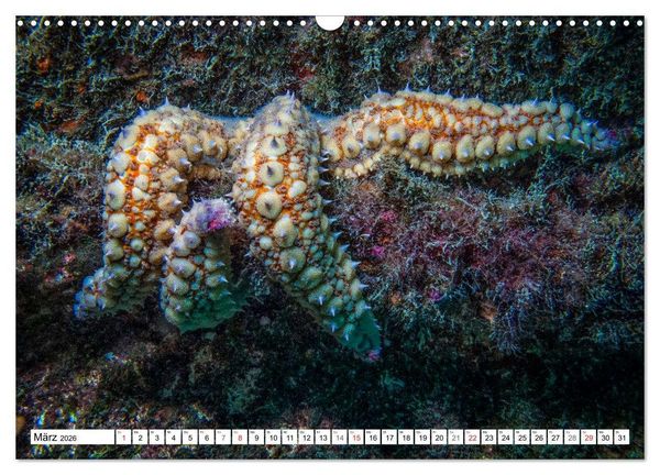 Produktbild: Tauchen im Mittelmeer (Wandkalender 2026 DIN A3 quer), CALVENDO Monatskalender