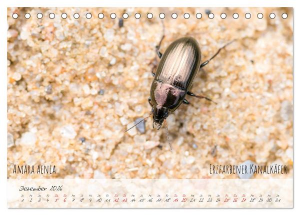Produktbild: K&auml;fer-Wunderwelten (Tischkalender 2026 DIN A5 quer), CALVENDO Monatskalender