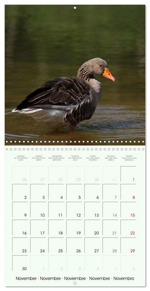 Produktbild: La parade des plumes (Calendrier mural carr&eacute; 2026 30x30 cm) Calendrier double avec une page pour vos prises de notes