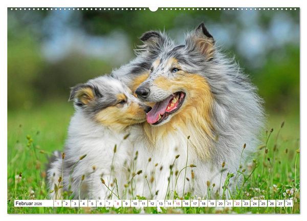 Produktbild: Colliewelpen - kleine Collies erobern die Welt (hochwertiger Premium Wandkalender 2026 DIN A2 quer), Kunstdruck in Hochglanz