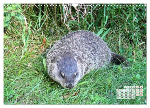Produktbild: Kanadas charmante Kleintiere - Bezaubernde Einblicke in die Natur (Wandkalender 2026 DIN A3 quer), CALVENDO Monatskalender
