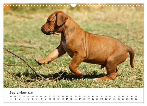 Produktbild: Rhodesian Ridgebacks in Aktion (Wandkalender 2027 DIN A3 quer), CALVENDO Monatskalender