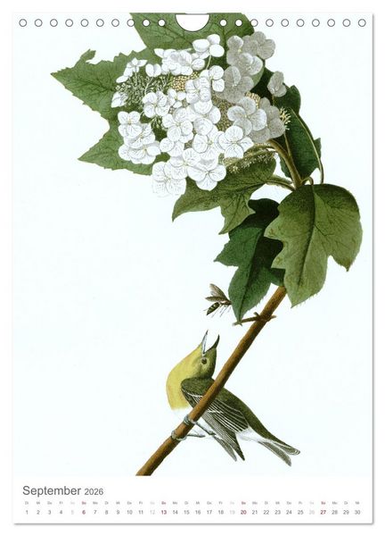 Produktbild: Singv&ouml;gel-Parade (Wandkalender 2026 DIN A4 hoch), CALVENDO Monatskalender