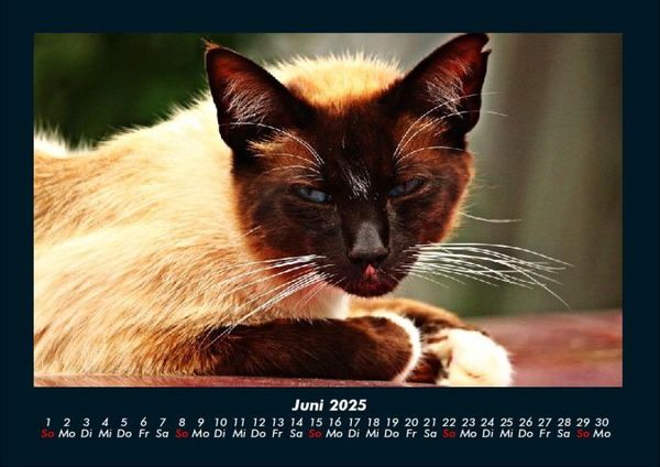 Produktbild: F&uuml;r Katzenfreunde 2025 Fotokalender DIN A4