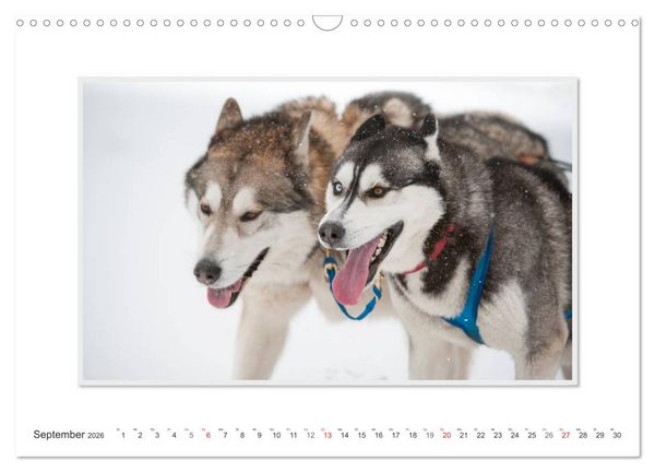 Produktbild: Emotionale Momente: The Art of Huskys. / CH-Version (Wandkalender 2026 DIN A3 quer), CALVENDO Monatskalender