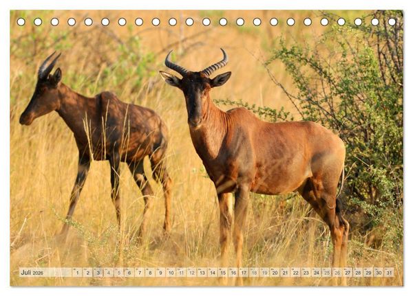 Produktbild: Afrikas Tierwelt Christian Heeb (Tischkalender 2026 DIN A5 quer), CALVENDO Monatskalender