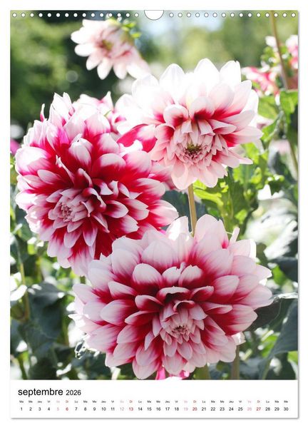 Produktbild: Des beaux dahlias (Calendrier mural 2026 DIN A3 horizontal), CALVENDO calendrier mensuel