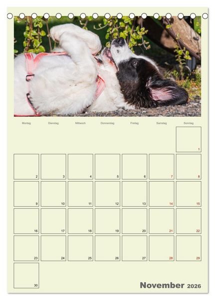 Produktbild: Faszination Landseer - Mit Plan durch das Jahr (Tischkalender 2026 DIN A5 hoch), CALVENDO Monatskalender