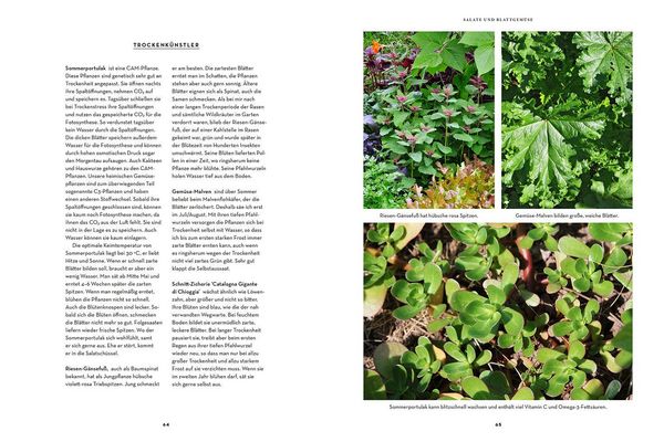 Produktbild: Trockenhelden im Gem&uuml;sebeet