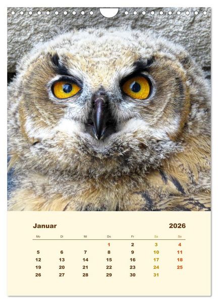 Produktbild: Uhu, die Faszination bernsteinfarbener Augen (Wandkalender 2026 DIN A4 hoch), CALVENDO Monatskalender