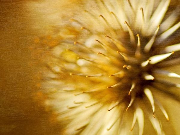 Produktbild: CALVENDO Puzzle Autumn gold | 1000 Teile Lege-Gr&ouml;&szlig;e 64x48cm Foto-Puzzle f&uuml;r gl&uuml;ckliche Stunden
