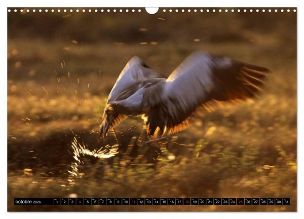 Produktbild: PLUMES L&Eacute;G&Egrave;RES. Oiseaux du Monde (Calendrier mural 2026 DIN A3 vertical), CALVENDO calendrier mensuel