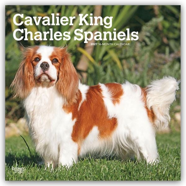 Produktbild: Cavalier King Charles Spaniels 2027 &ndash; 16-Monatskalender