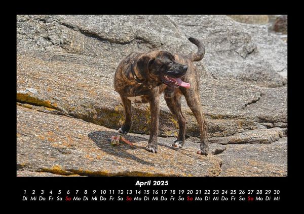Produktbild: Hundezauber 2025 Fotokalender DIN A3