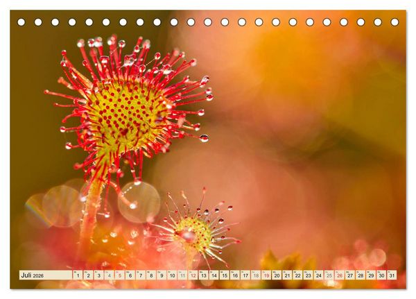 Produktbild: Niedersachsens Natur (Tischkalender 2026 DIN A5 quer), CALVENDO Monatskalender