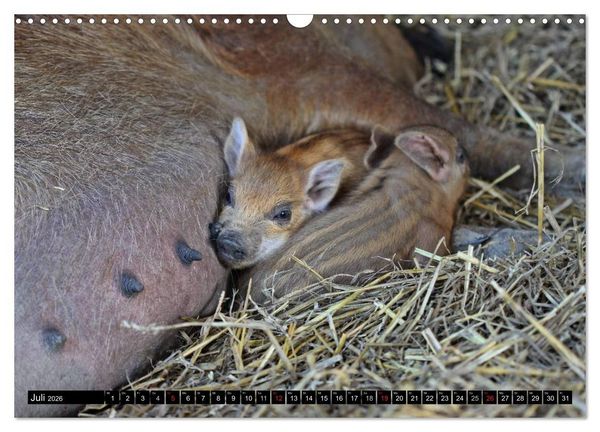 Produktbild: Der Schweinekalender (Wandkalender 2026 DIN A3 quer), CALVENDO Monatskalender
