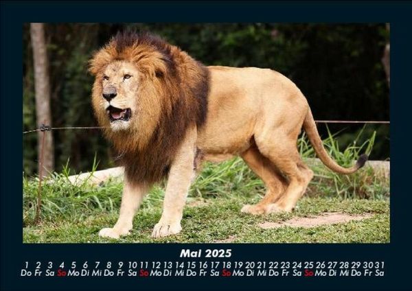 Produktbild: L&ouml;wen in der Wildnis 2025 Fotokalender DIN A5