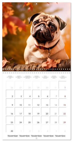 Produktbild: PUGS Cute and cuddly doggies (Wall Calendar 2026 12 &times; 12 Inch) CALVENDO 12 Month Wall Calendar