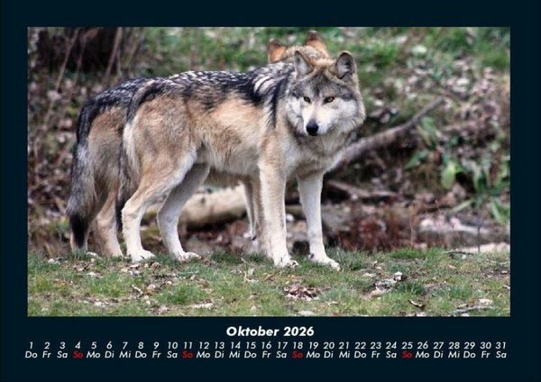 Produktbild: Tiere in der Wildnis 2026 Fotokalender DIN A4