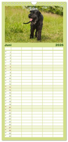 Produktbild: Familienplaner 2026 - Treuer Freund Riesenschnauzer mit 5 Spalten (Wandkalender, 21 x 45 cm) CALVENDO