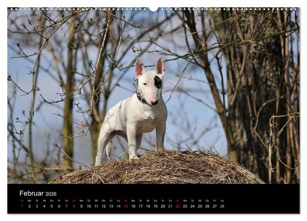Produktbild: Bullterrier 2026 - Kleine Clowns mit gro&szlig;em Herz (hochwertiger Premium Wandkalender 2026 DIN A2 quer), Kunstdruck in Hochglanz