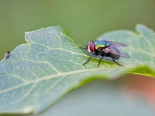 CALVENDO Puzzle Lucilia sericata | 2000 Teile Lege-Größe 90 × 67 cm Foto-Puzzle für glückliche Stunden