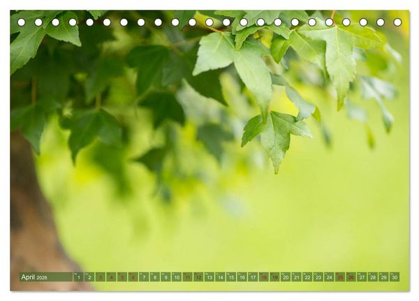Produktbild: Bonsai ganz nah (Tischkalender 2026 DIN A5 quer), CALVENDO Monatskalender
