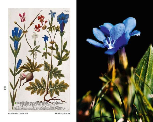 Produktbild: Blumen einst und jetzt
