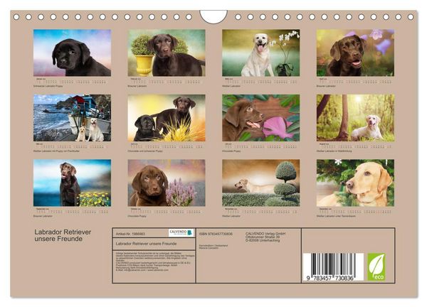 Produktbild: Labrador Retriever unsere Freunde (Wandkalender 2026 DIN A4 quer), CALVENDO Monatskalender