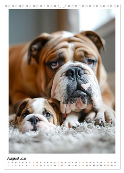 Produktbild: Englische Bulldogge - sanfter Kumpel (Wandkalender 2026 DIN A3 hoch), CALVENDO Monatskalender