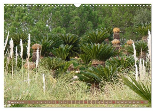 Produktbild: BOTANICACTUS Mallorcas Kakteengarten (Wandkalender 2026 DIN A3 quer), CALVENDO Monatskalender
