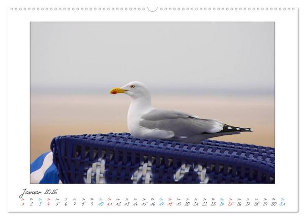 Produktbild: Amrum - Farben einer Insel (Wandkalender 2026 DIN A2 quer), CALVENDO Monatskalender