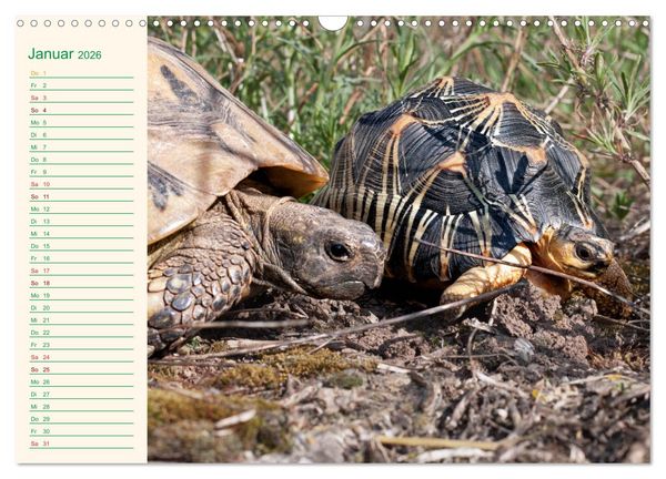 Produktbild: Meine Schildkr&ouml;ten - Geburtstagskalender (Wandkalender 2026 DIN A3 quer), CALVENDO Monatskalender