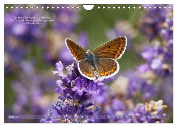 Produktbild: Frankens Insekten (Wandkalender 2026 DIN A4 quer), CALVENDO Monatskalender