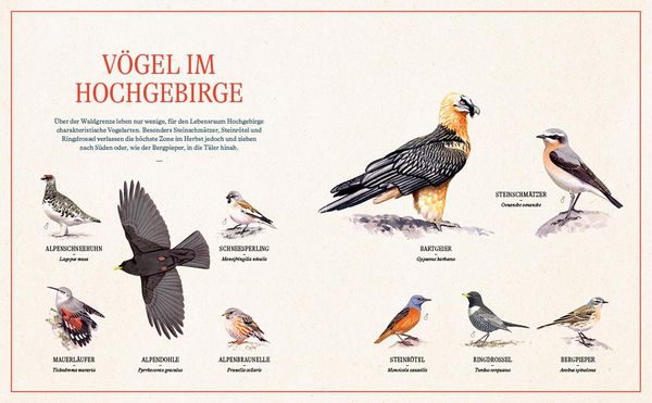 Produktbild: Unsere Vogelwelt